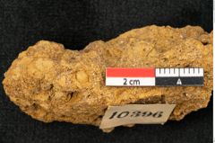 Foto (Detailansicht) von Plantae indet.  (NHMW-GEO-2024-0188-10396)